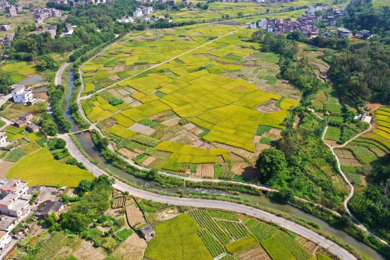 （最新）云安区交通运输局：畅通新“稻”路，绘就新“丰”景，共筑乡村“镇”兴梦1.doc_2