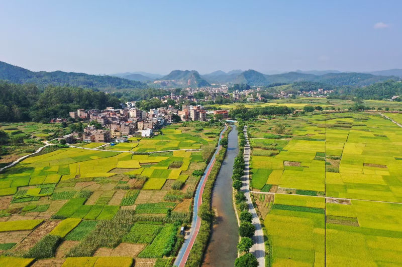 （最新）云安区交通运输局：畅通新“稻”路，绘就新“丰”景，共筑乡村“镇”兴梦1.doc_3