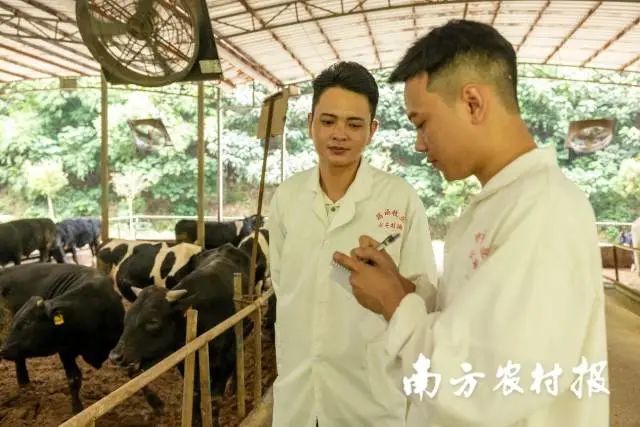 曾嘉宁(左)正在记录安格斯牛的生长情况 图片
