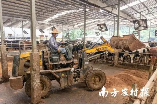 养殖基地内,工人正在清理牛粪 图片