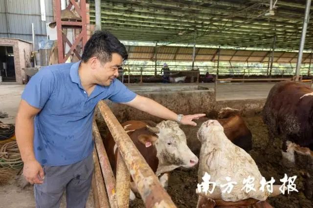 余桂明与犇犇养殖场内的西门塔尔牛 图片