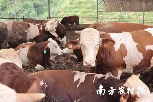 西门塔尔牛的出栏标准在1400-1600斤左右,一般中秋以后全部出栏 图片