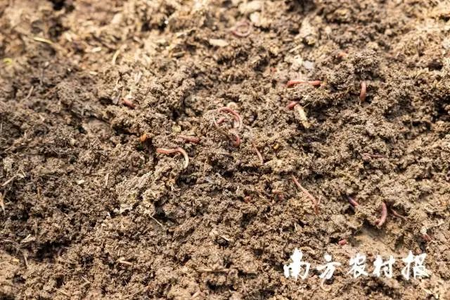 “牛-蚯蚓-有机肥-有机蔬菜-百兽牧草”的种养循环生态农业产业链中的蚯蚓 图片