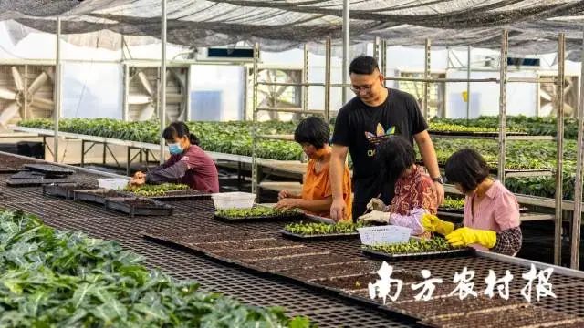 谢卓志(中间)指导工人分苗 图片