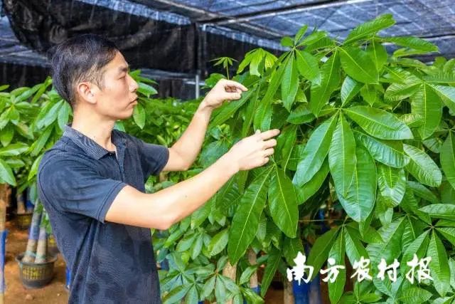 温敏健在检查发财树的长势 图片