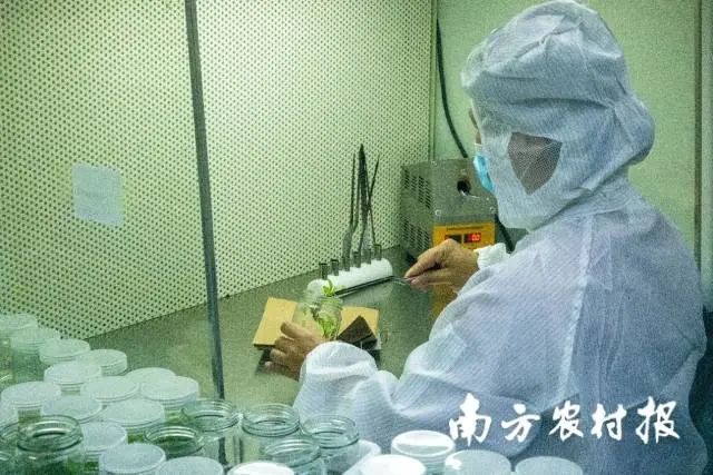 组培室内,技术员正在分苗装瓶 图片