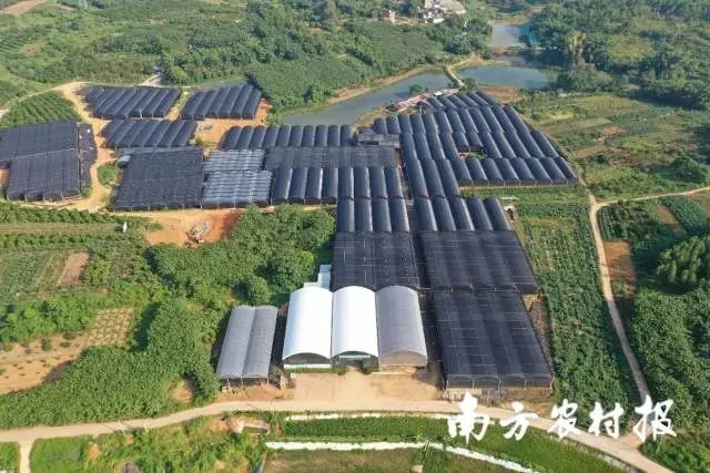 温敏健的发财树大棚种植基地 图片