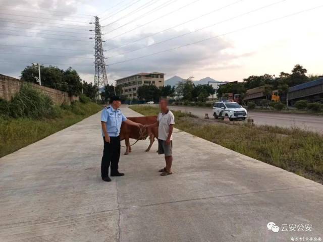 10月5日，六都派出所民警接报发现牛只在公路上行走，存在交通安全隐患，随即到场将牛拴住，并联系上牛只的主人将牛归还。对此，牛只的主人向民警表示感谢！